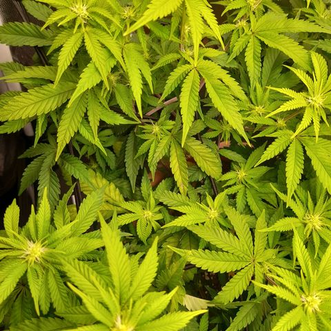 Gorilla Sherbet  growlog timeline photo