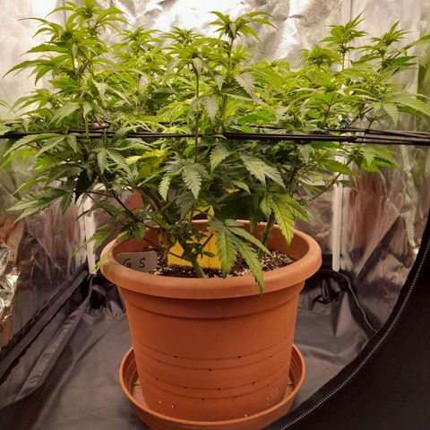 Gorilla Sherbet  growlog timeline photo