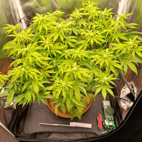 Gorilla Sherbet  growlog timeline photo