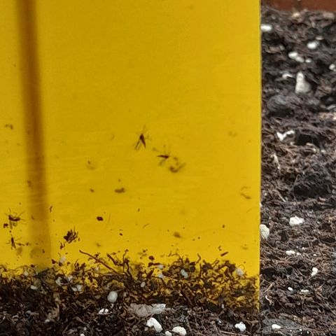 Gorilla Sherbet  growlog timeline photo