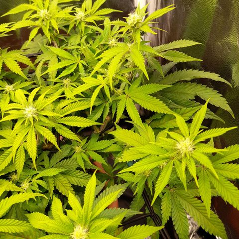 Gorilla Sherbet  growlog timeline photo