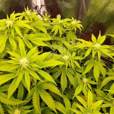 Gorilla Sherbet  growlog timeline photo