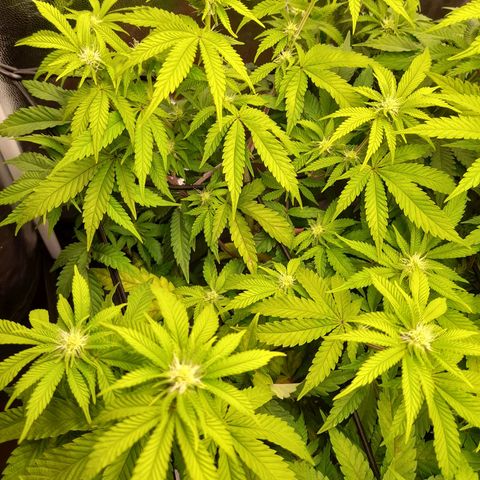 Gorilla Sherbet  growlog timeline photo