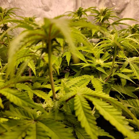 Gorilla Sherbet  growlog timeline photo