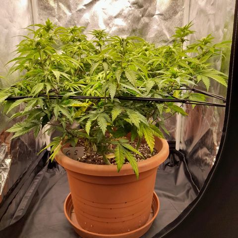 Gorilla Sherbet  growlog timeline photo