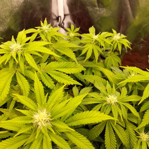 Gorilla Sherbet  growlog timeline photo