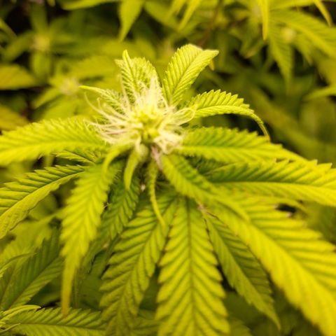 Gorilla Sherbet  growlog timeline photo