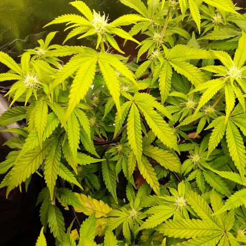 Gorilla Sherbet  growlog timeline photo