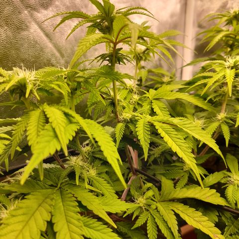 Gorilla Sherbet  growlog timeline photo