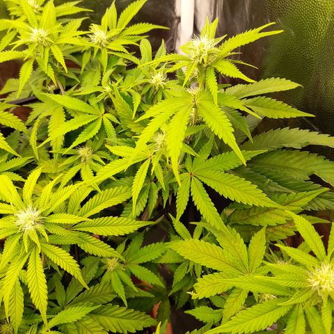 Gorilla Sherbet  growlog timeline photo