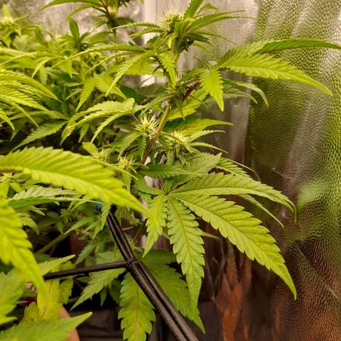 Gorilla Sherbet  growlog timeline photo