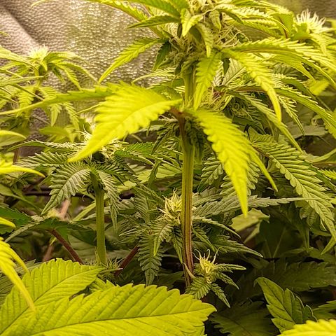 Gorilla Sherbet  growlog timeline photo