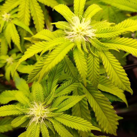 Gorilla Sherbet  growlog timeline photo