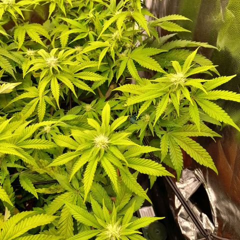 Gorilla Sherbet  growlog timeline photo