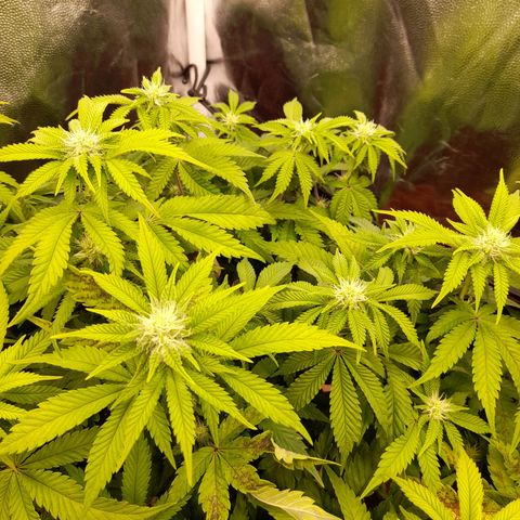 Gorilla Sherbet  growlog timeline photo