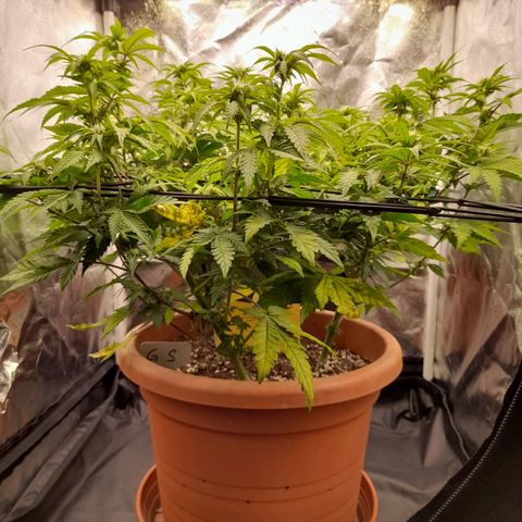 Gorilla Sherbet  growlog timeline photo