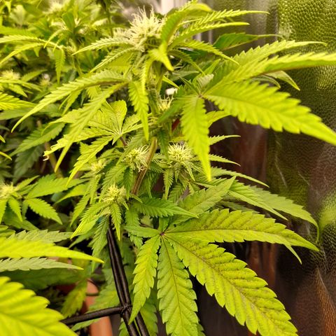 Gorilla Sherbet  growlog timeline photo