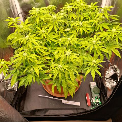 Gorilla Sherbet  growlog timeline photo