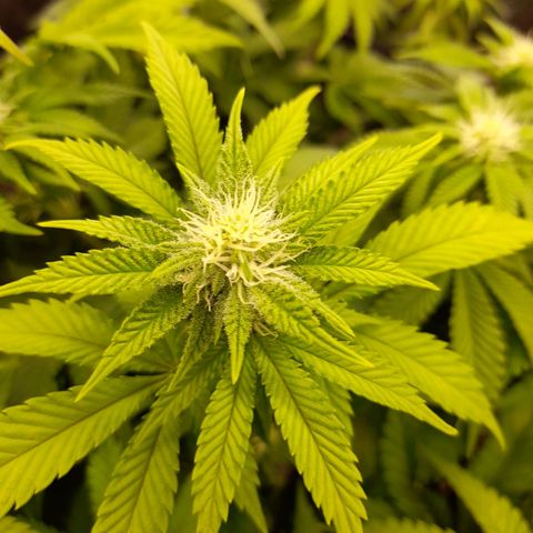 Gorilla Sherbet  growlog timeline photo