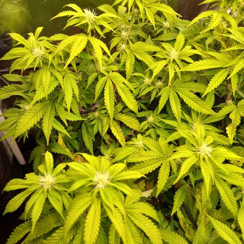 Gorilla Sherbet  growlog timeline photo