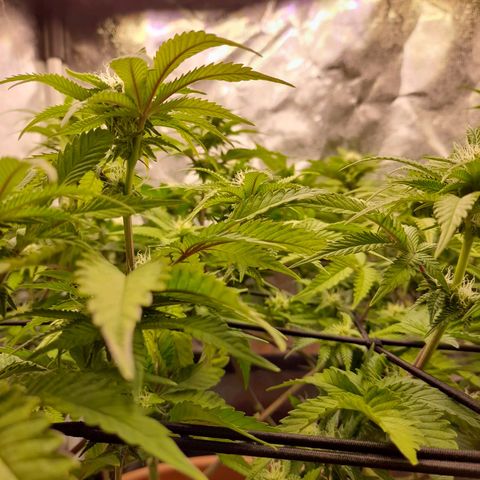 Gorilla Sherbet  growlog timeline photo