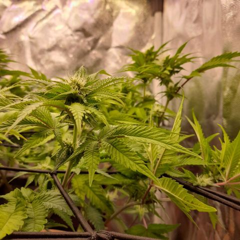 Gorilla Sherbet  growlog timeline photo