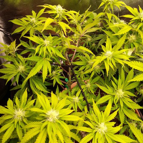 Gorilla Sherbet  growlog timeline photo