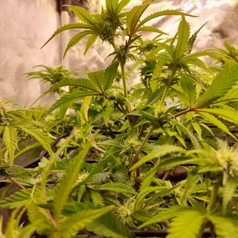 Gorilla Sherbet  growlog timeline photo