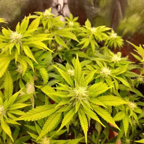 Gorilla Sherbet  growlog timeline photo