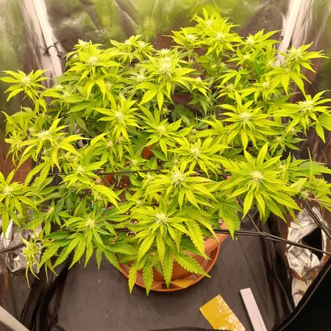 Gorilla Sherbet  growlog timeline photo