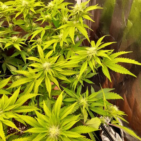 Gorilla Sherbet  growlog timeline photo