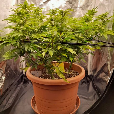 Gorilla Sherbet  growlog timeline photo