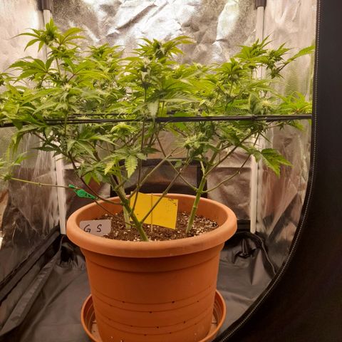 Gorilla Sherbet  growlog timeline photo