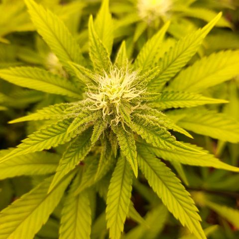 Gorilla Sherbet  growlog timeline photo