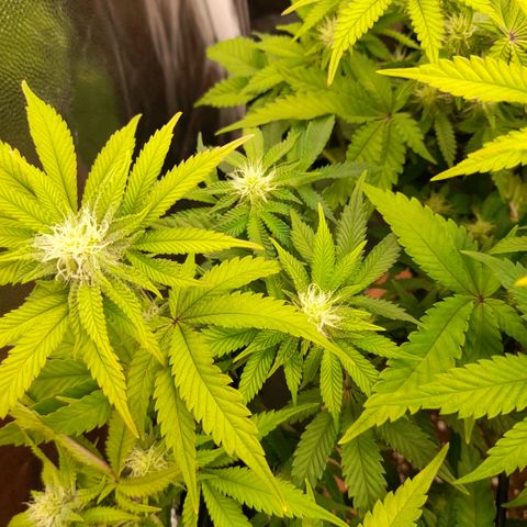 Gorilla Sherbet  growlog timeline photo