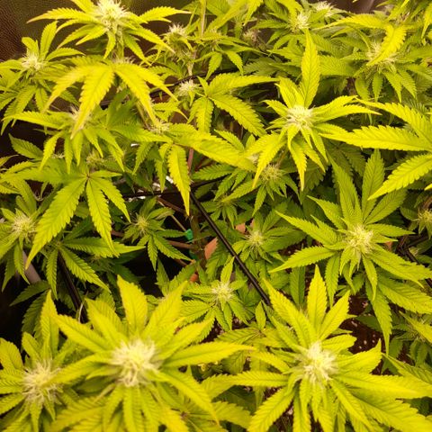 Gorilla Sherbet  growlog timeline photo