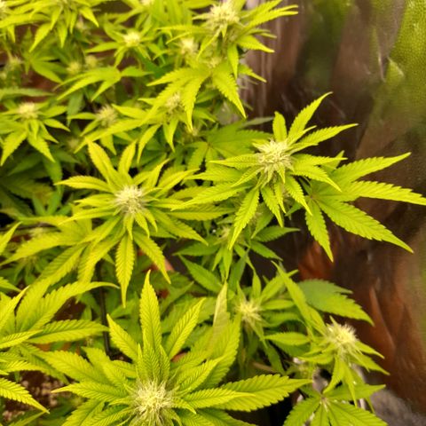 Gorilla Sherbet  growlog timeline photo