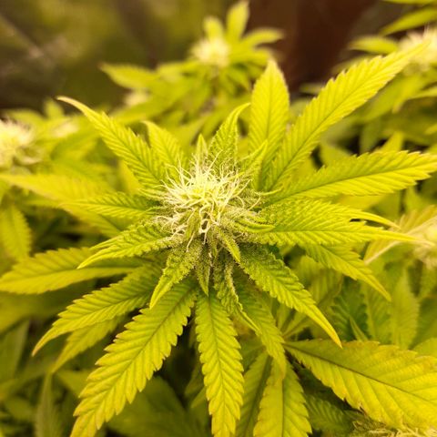 Gorilla Sherbet  growlog timeline photo