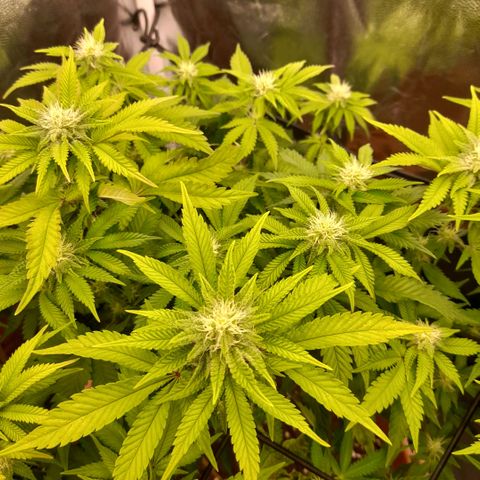 Gorilla Sherbet  growlog timeline photo