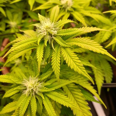 Gorilla Sherbet  growlog timeline photo