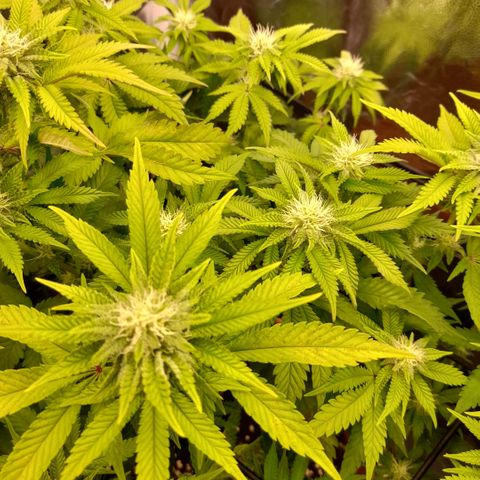 Gorilla Sherbet  growlog timeline photo