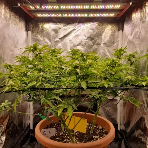 Gorilla Sherbet  growlog timeline photo