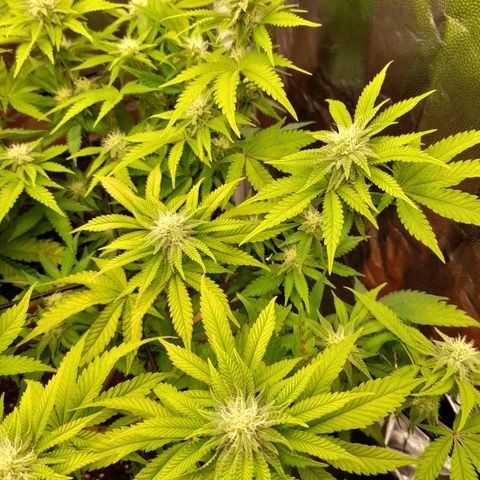 Gorilla Sherbet  growlog timeline photo