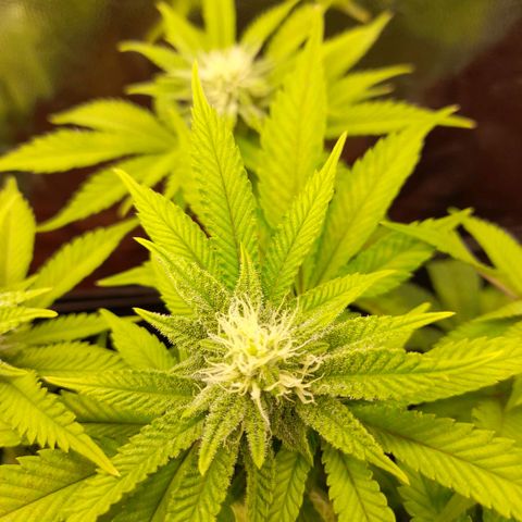 Gorilla Sherbet  growlog timeline photo