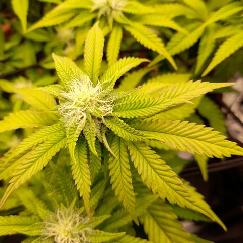 Gorilla Sherbet  growlog timeline photo