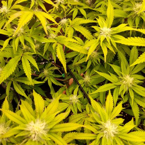 Gorilla Sherbet  growlog timeline photo