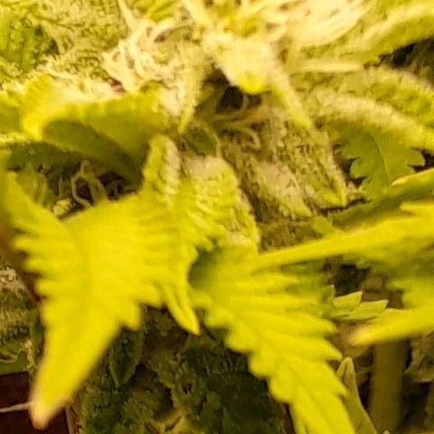 Gorilla Sherbet  growlog timeline photo