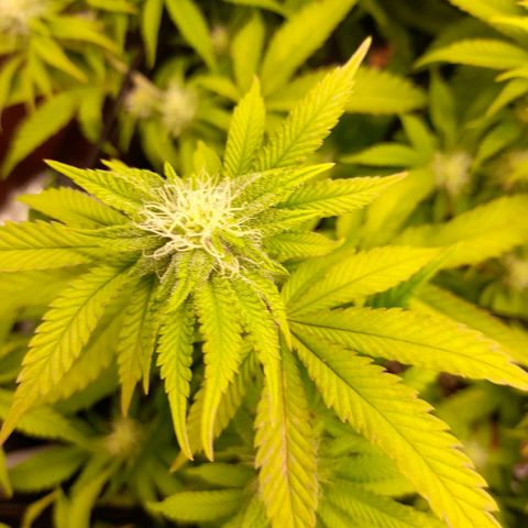 Gorilla Sherbet  growlog timeline photo