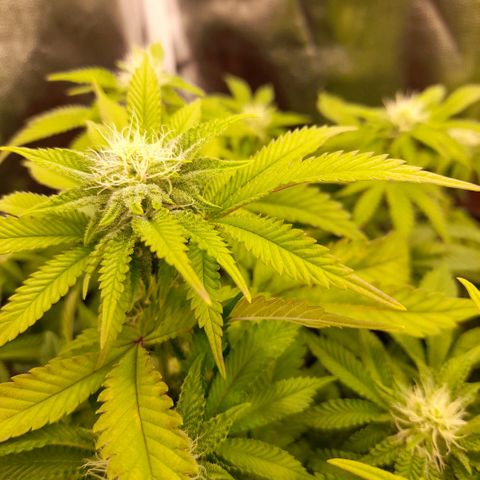 Gorilla Sherbet  growlog timeline photo