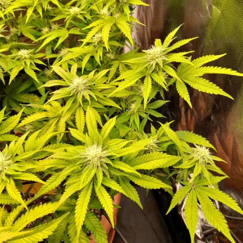 Gorilla Sherbet  growlog timeline photo